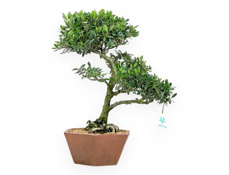 Ilex bonsai van 42 cm | Zeshoekig ongeglazuurde pot