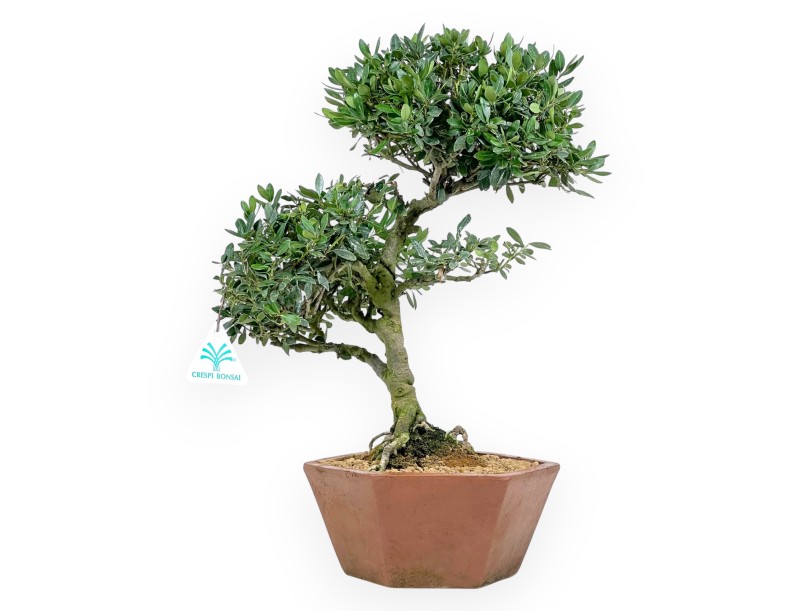 Ilex bonsai 42 cm | Hexagonal stoneware pot