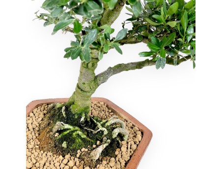 Ilex bonsai 42 cm | Hexagonal stoneware pot