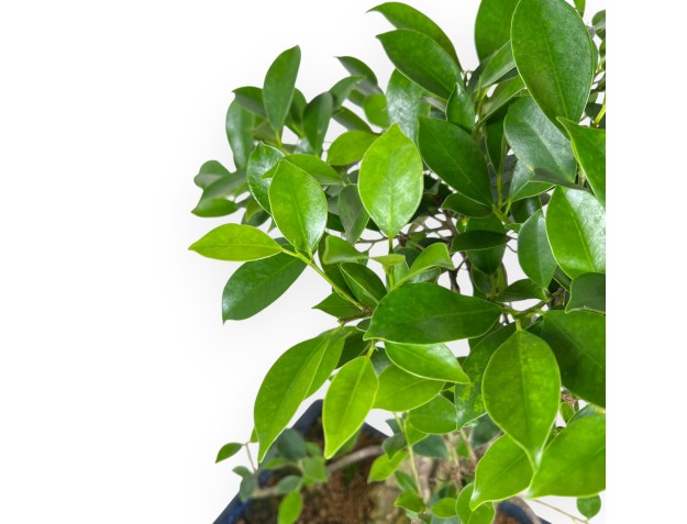 Ficus bonsai 54 cm | Blue rectangular pot 2