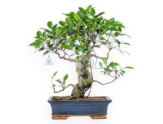 Ficus bonsai 54 cm | Blue rectangular pot