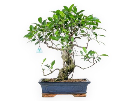 Ficus bonsai 54 cm | Blue rectangular pot
