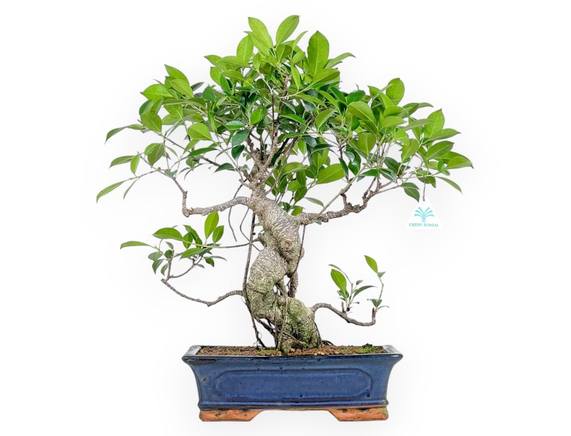 Ficus bonsai 54 cm | Blue rectangular pot