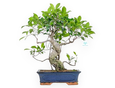 Ficus bonsai 54 cm | Blue rectangular pot