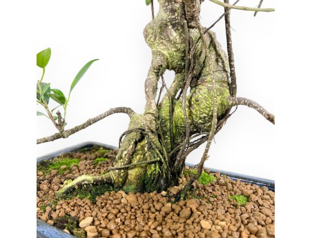 Ficus bonsai 54 cm | Blue rectangular pot