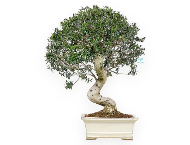 Olea bonsai 66 cm | Beige rectangular pot