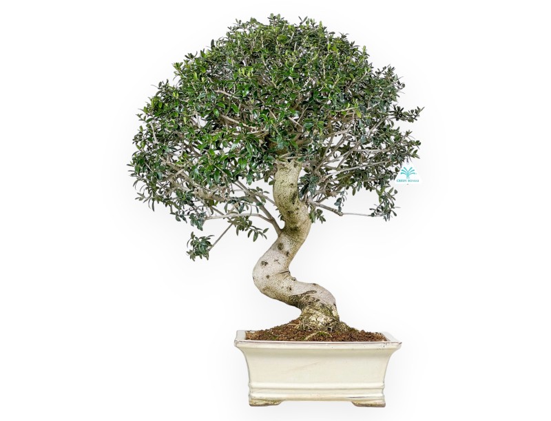 Olea bonsai 66 cm | Beige rectangular pot
