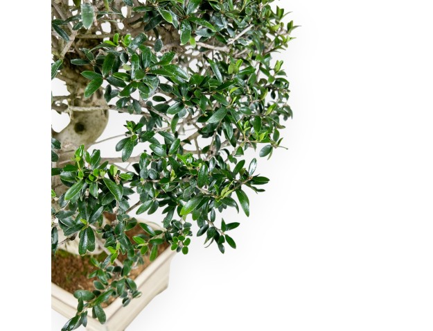 Olea bonsai de 66 cm | Maceta rectangular beige 2