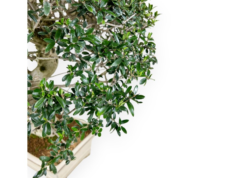 Olea bonsai de 66 cm | Maceta rectangular beige