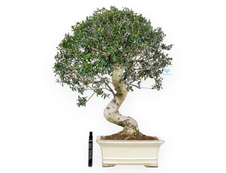 Olea Bonsai van 66 cm | Beige rechthoekige pot