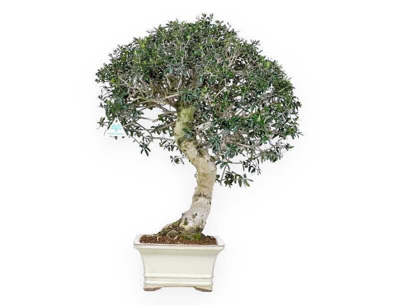 Olea Bonsai van 66 cm | Beige rechthoekige pot