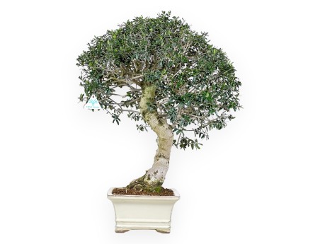 Olea bonsai de 66 cm | Pot rectangulaire beige