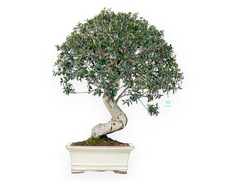 Olea Bonsai von 66 cm | Beige rechteckiger Topf