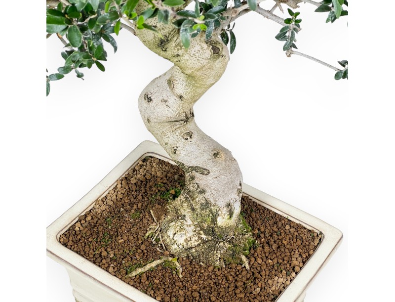 Olea bonsai 66 cm | Beige rectangular pot