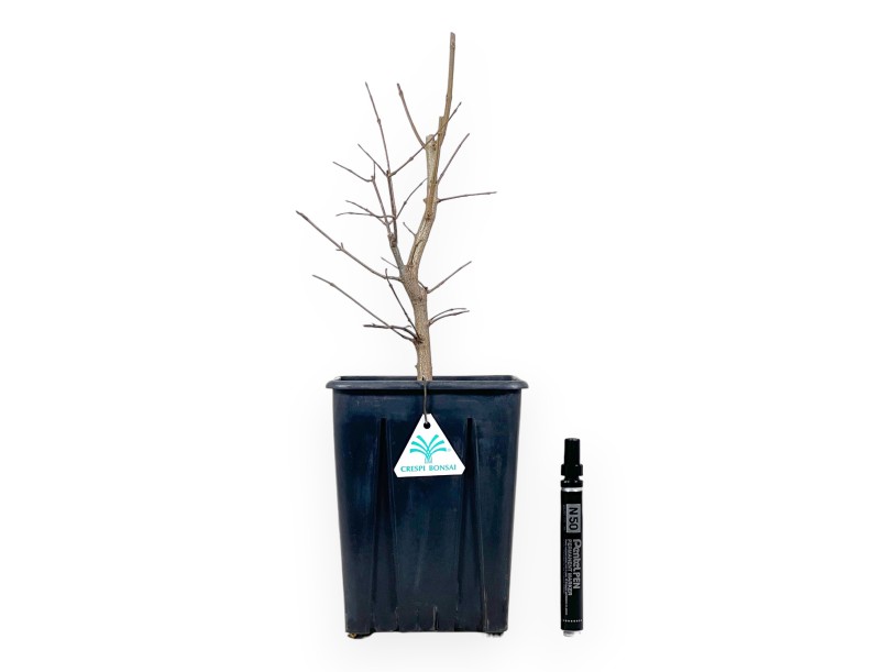 Planta para trabajar de arce de 44 cm | Maceta de plástico