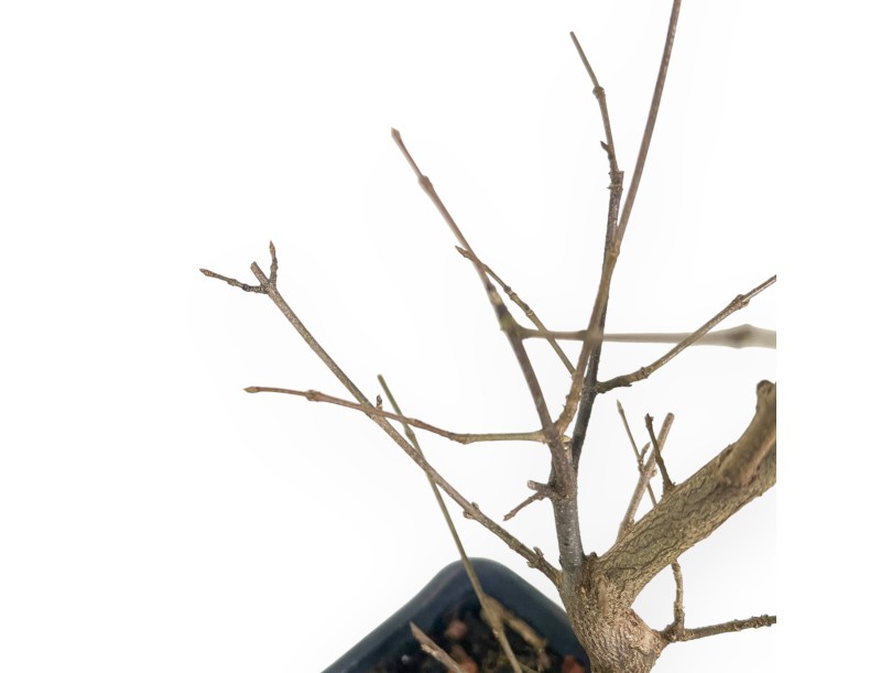 Plante à travailler de Érable de 44 cm | Pot en plastique