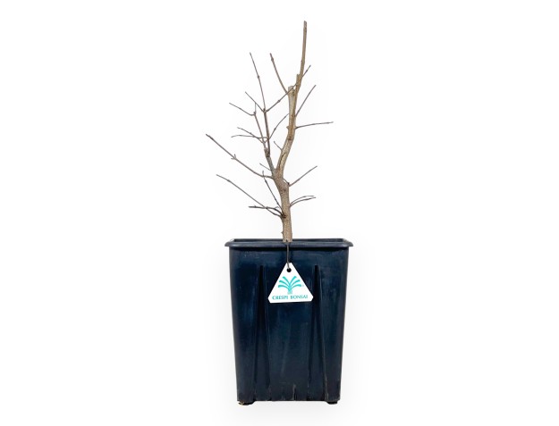 Maple work plant 44 cm | Plastic pot