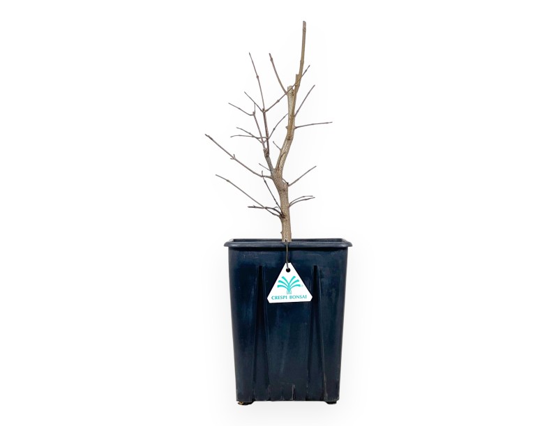 Esdoorn Werkplant van 44 cm | Plastic pot