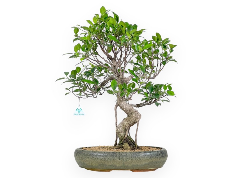 Bonsai di ficus da 61 cm | Vaso ovale verde oliva