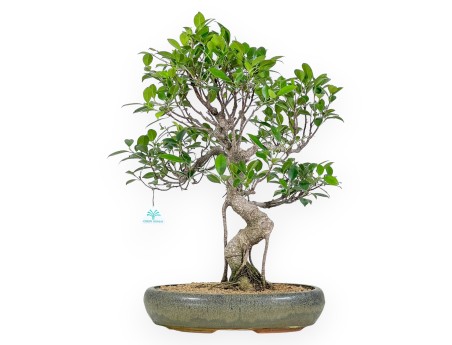 Bonsai di ficus da 61 cm | Vaso ovale verde oliva