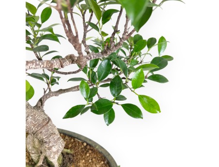 Bonsai di ficus da 61 cm | Vaso ovale verde oliva