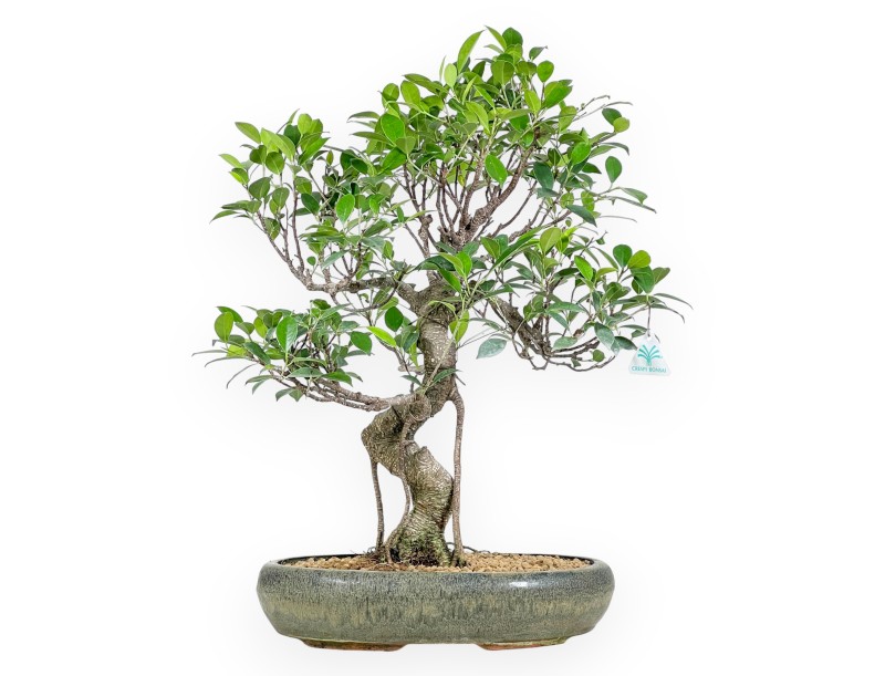 Bonsai di ficus da 61 cm | Vaso ovale verde oliva