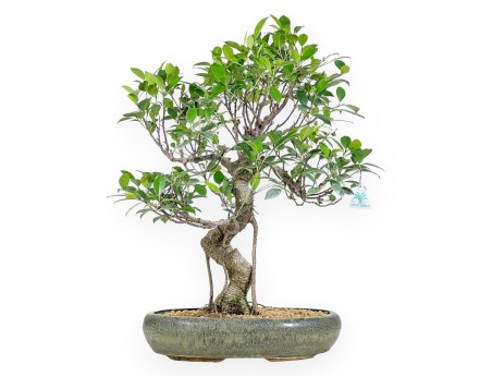 Bonsai di ficus da 61 cm | Vaso ovale verde oliva