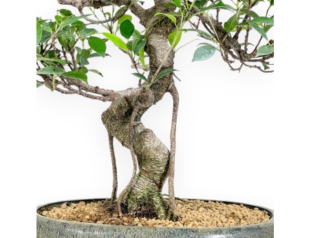 Bonsai di ficus da 61 cm | Vaso ovale verde oliva