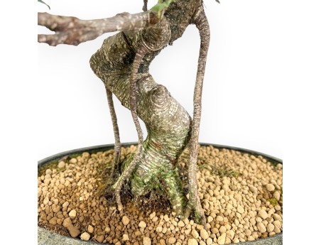 Bonsai di ficus da 61 cm | Vaso ovale verde oliva