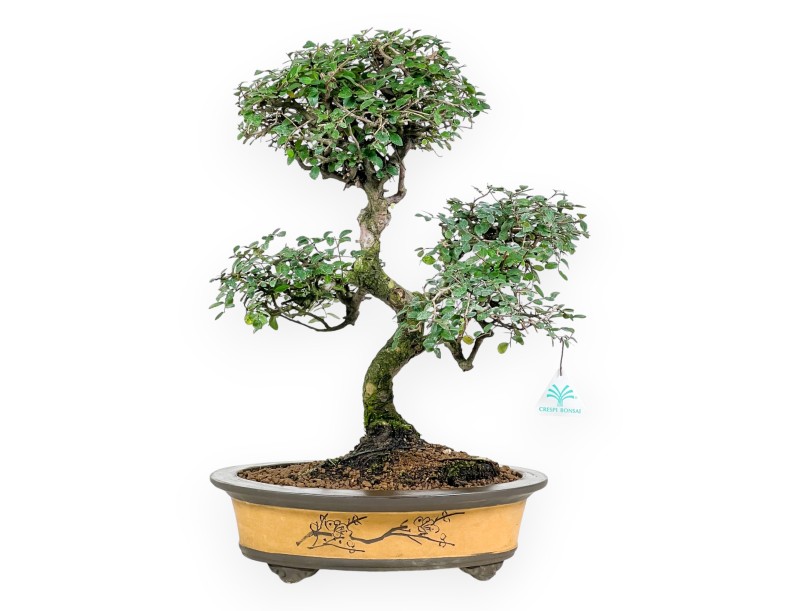 Zelkova nire Bonsai von 52 cm | Oval Steingut Topf