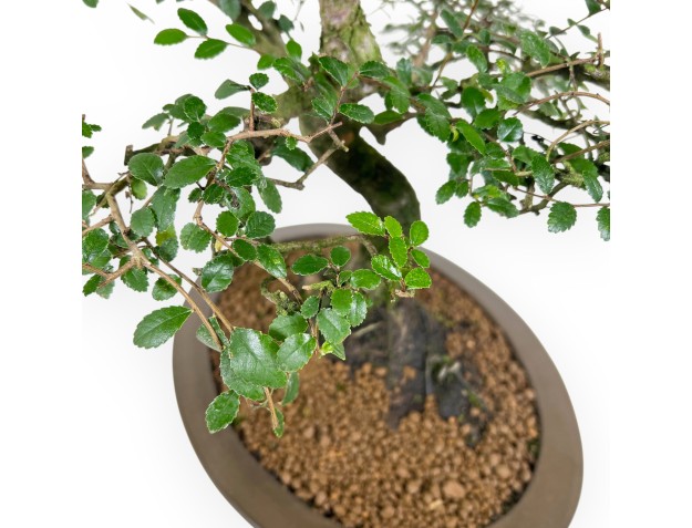 Zelkova nire bonsaï de 52 cm | Pot ovale en grès 2