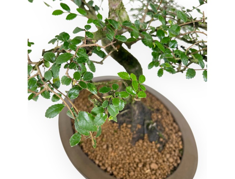 Zelkova nire bonsai 52 cm | Oval stoneware pot