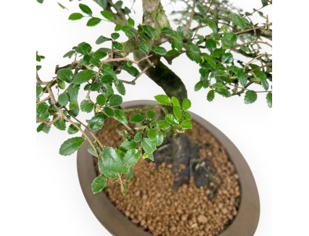 Zelkova nire bonsai van 52 cm | Oval ongeglazuurde pot