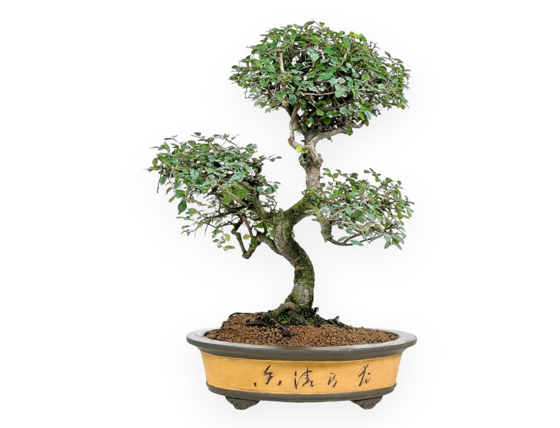 Zelkova nire bonsai van 52 cm | Oval ongeglazuurde pot