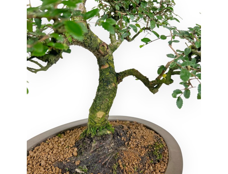Zelkova nire bonsai 52 cm | Oval stoneware pot