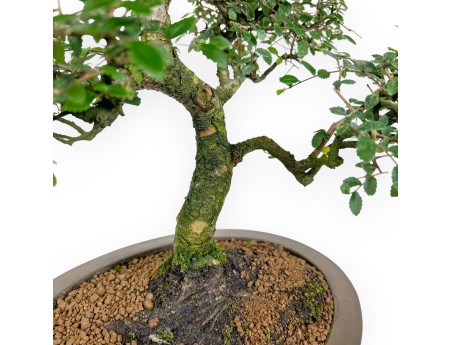 Zelkova nire bonsai 52 cm | Oval stoneware pot