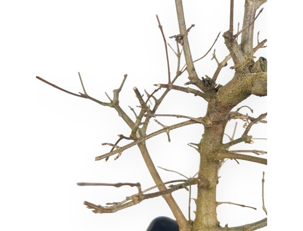 Pianta da lavorare di acero da 50 cm | Vaso in plastica 2