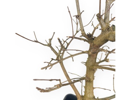 Plante à travailler de Érable de 50 cm | Pot en plastique