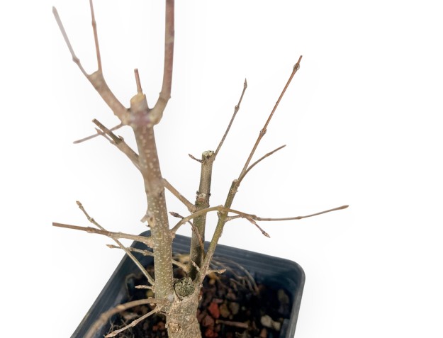 Pianta da lavorare di acero da 39 cm | Vaso in plastica 2