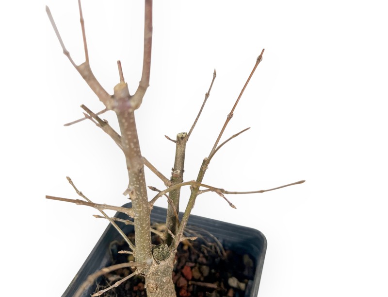 Esdoorn Werkplant van 39 cm | Plastic pot