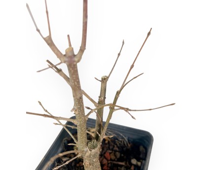 Planta para trabajar de arce de 39 cm | Maceta de plástico