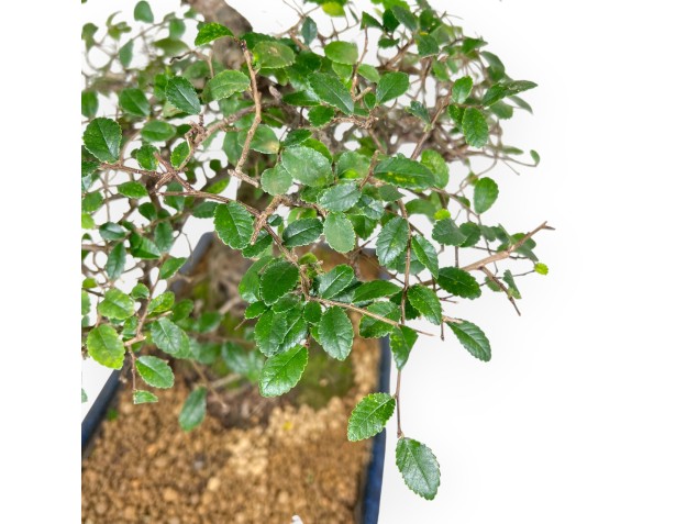 Zelkova nire bonsai 55 cm | Blue rectangular pot 2