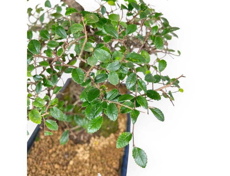 Zelkova nire Bonsai von 55 cm | Rechteckig blau Topf