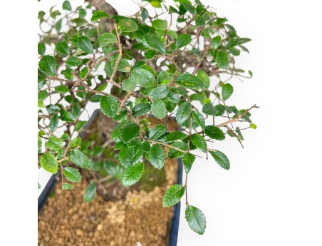 Zelkova nire Bonsai von 55 cm | Rechteckig blau Topf