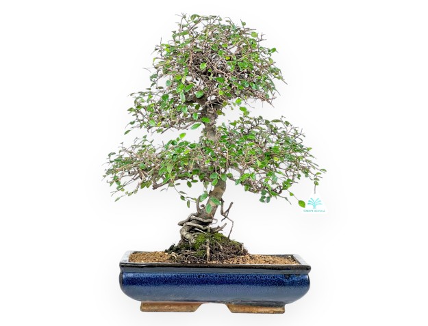 Zelkova nire Bonsai von 55 cm | Rechteckig blau Topf