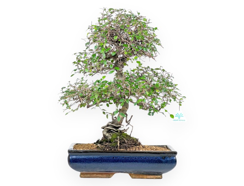 Zelkova nire bonsai van 55 cm | Rechthoekig blauw pot