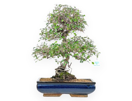 Zelkova nire bonsaï de 55 cm | Pot rectangulaire bleu
