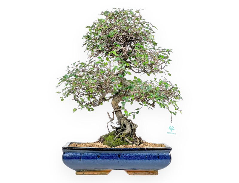 Bonsai di Zelkova nire da 55 cm | Vaso rettangolare blu