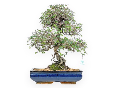 Zelkova nire bonsai 55 cm | Blue rectangular pot