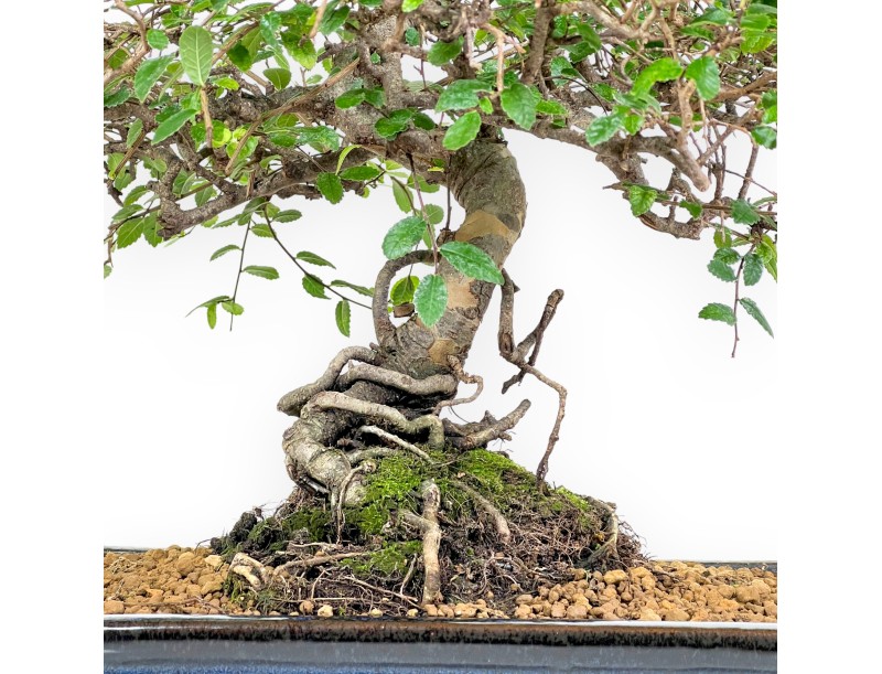 Zelkova nire Bonsai von 55 cm | Rechteckig blau Topf